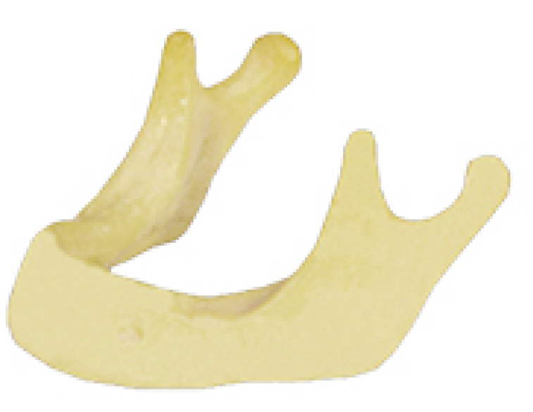 Anatomically Bone mandible